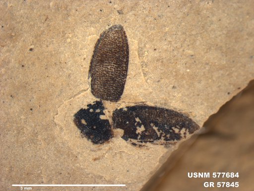 Insecta