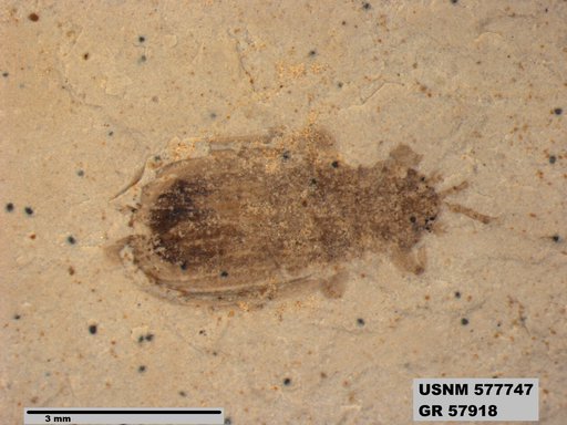 Insecta