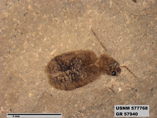 Insecta