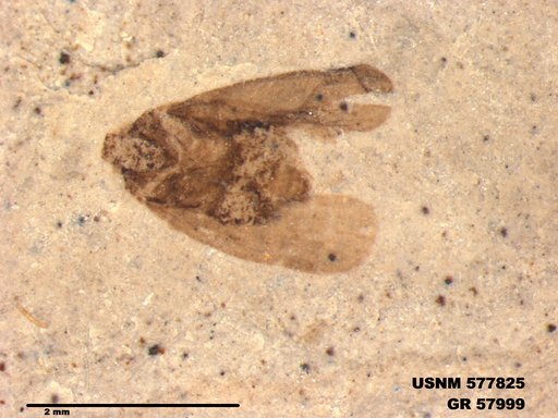 Genus sp