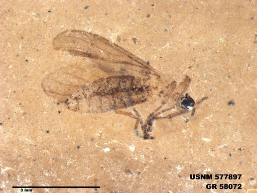 Genus sp