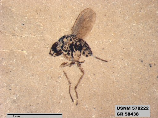 Genus sp