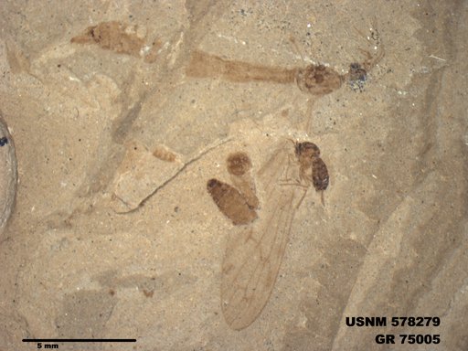 Genus sp