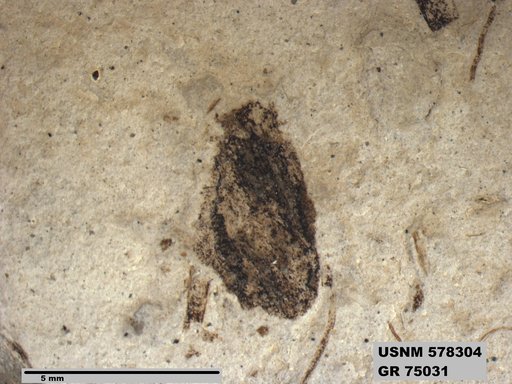 Insecta