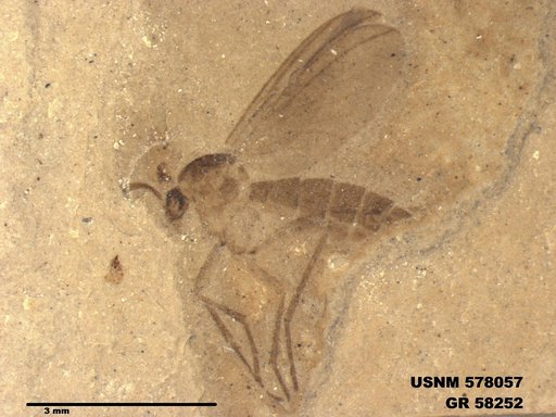 Insecta