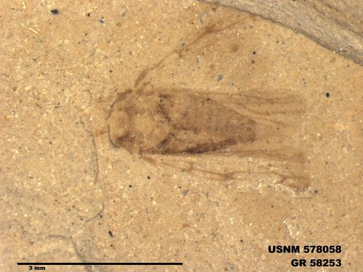 Genus sp
