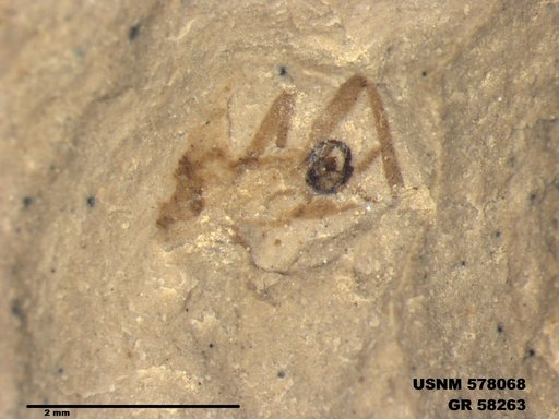 Insecta