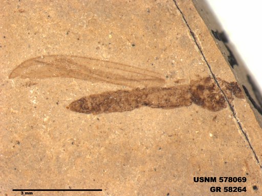 Insecta