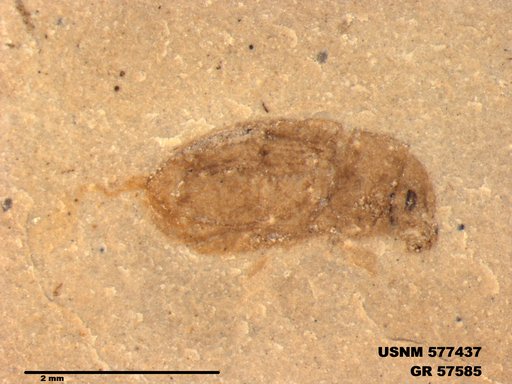 Insecta