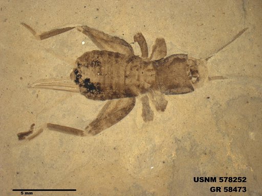 Insecta