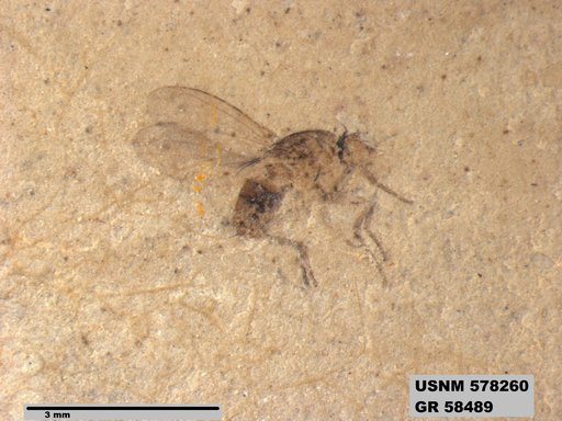 Insecta
