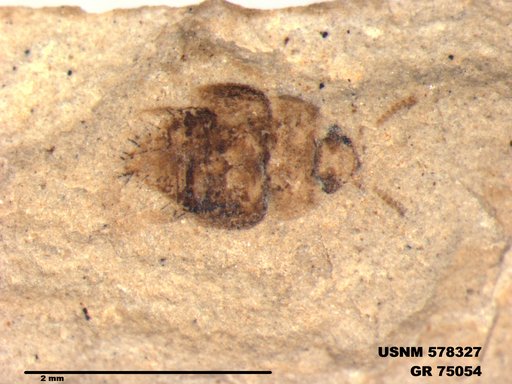 Insecta