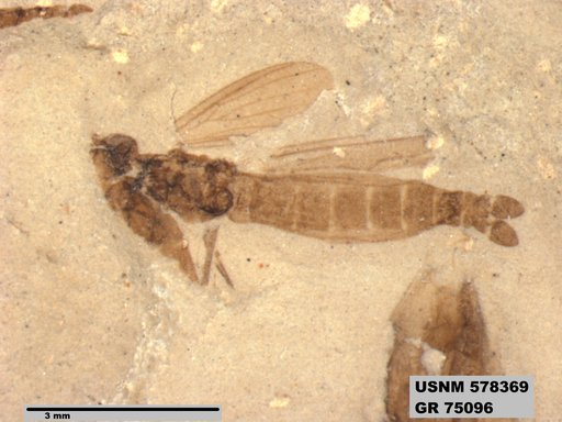 Insecta