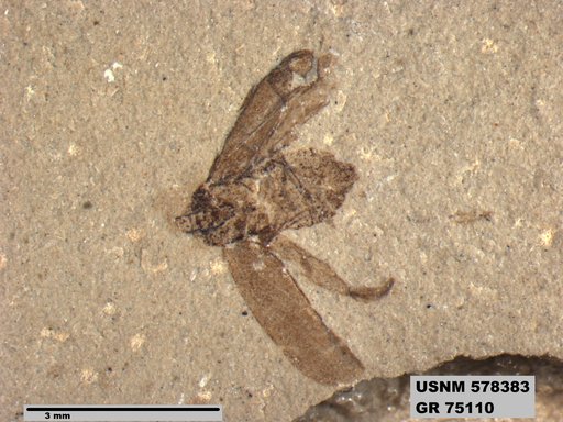 Genus sp