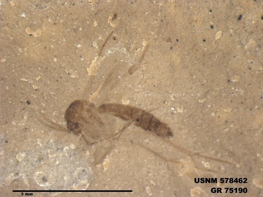 Genus sp
