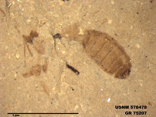 Genus sp
