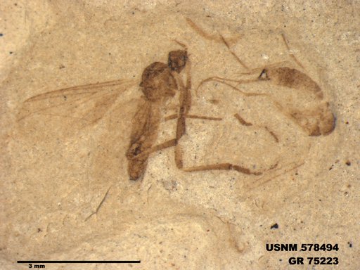 Genus sp