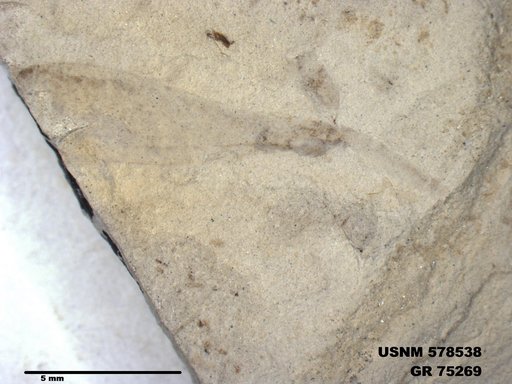 Insecta