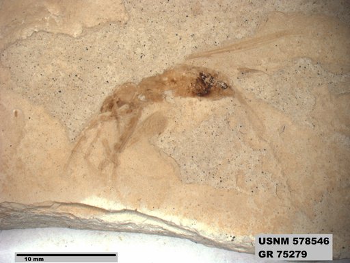 Genus sp