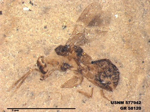Insecta
