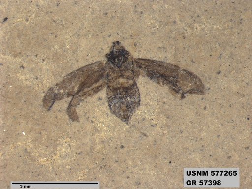 Genus sp
