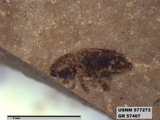 Insecta