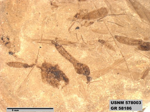Insecta