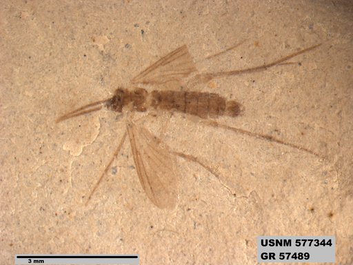 Insecta