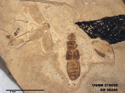 Genus sp