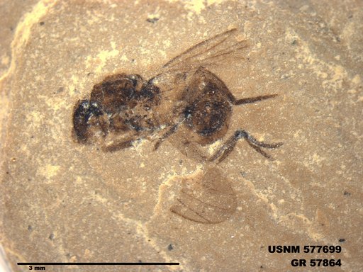 Insecta