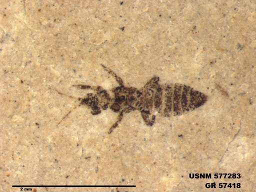 Insecta
