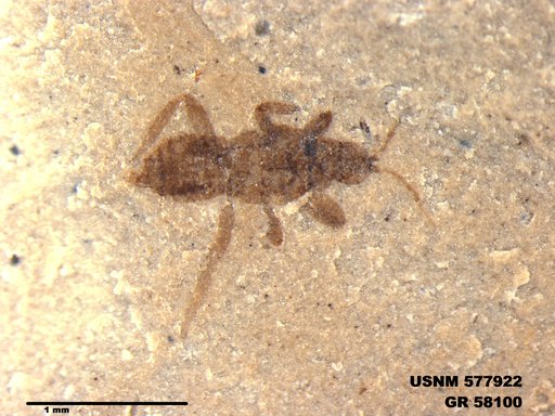 Insecta