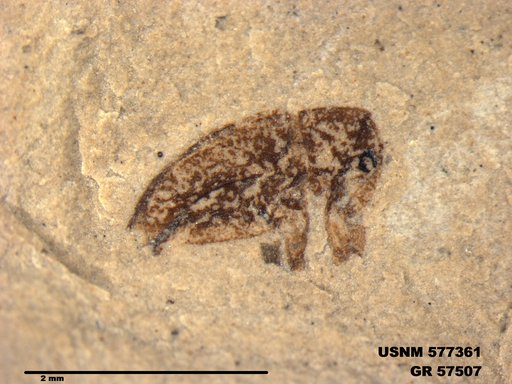 Insecta