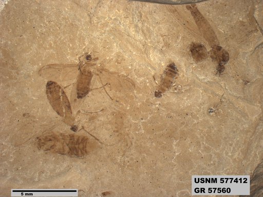 Insecta