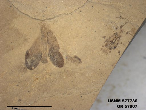 Genus sp