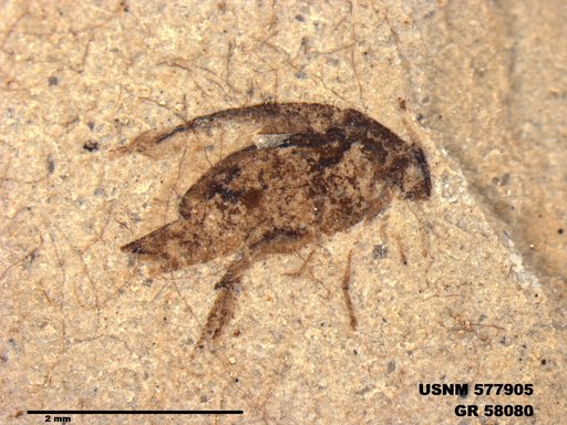 Insecta