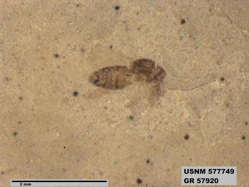 Insecta