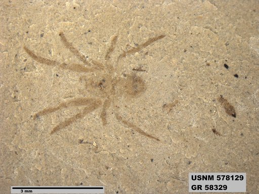 Insecta