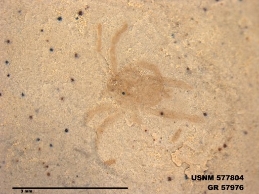 Genus sp