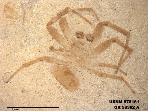 Insecta