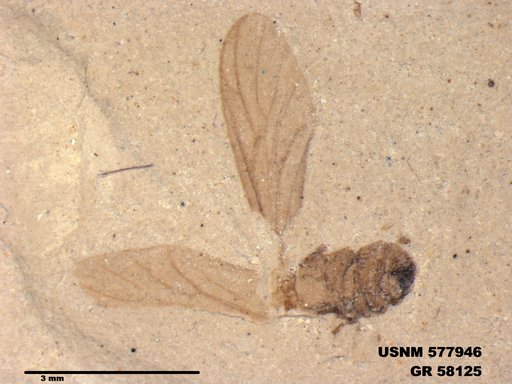 Insecta