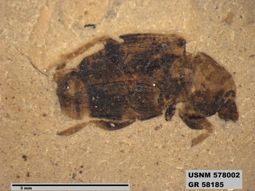 Insecta
