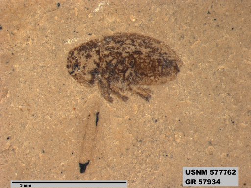 Insecta