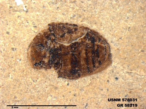 Insecta