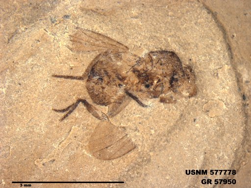 Insecta
