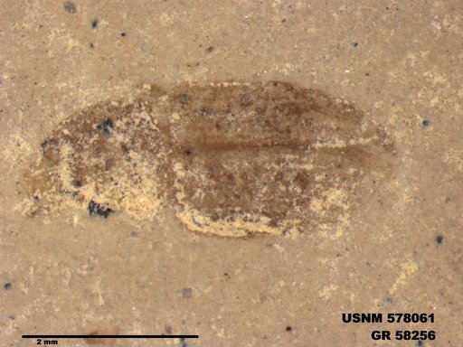 Insecta