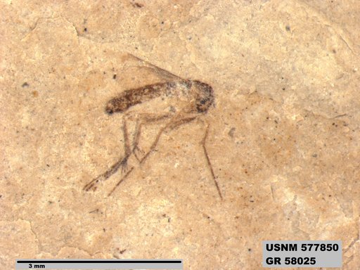 Insecta