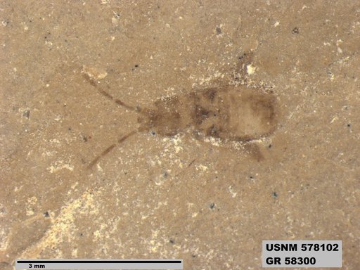 Genus sp