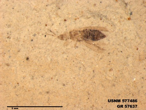 Insecta