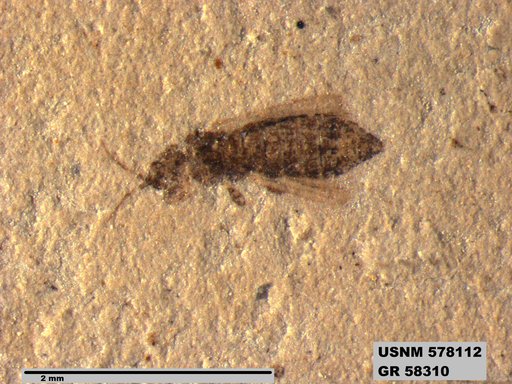 Insecta